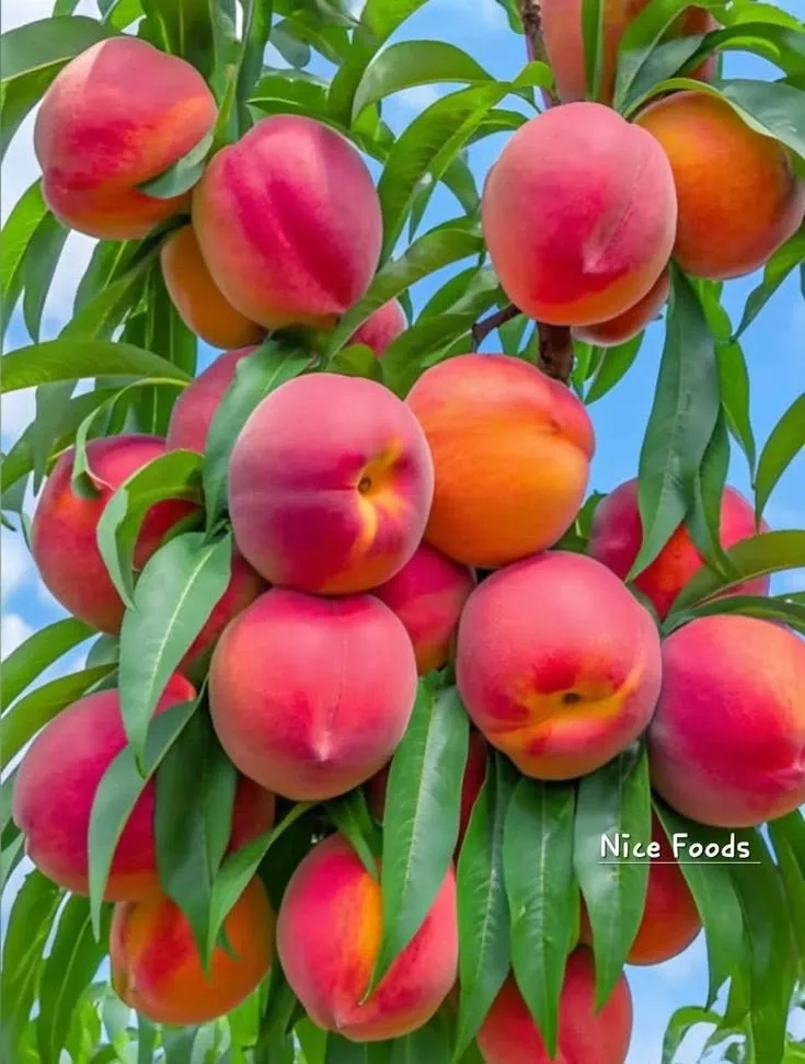 Buy Fresh Tropical Fruits Online