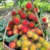Tropical Fruit Store Online USA