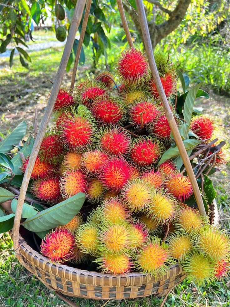 Tropical Fruit Store Online USA