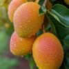 Buy Tropical Fruits Online USA