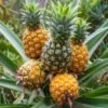 Buy Fresh Pineapple Online from quality tropical fruits