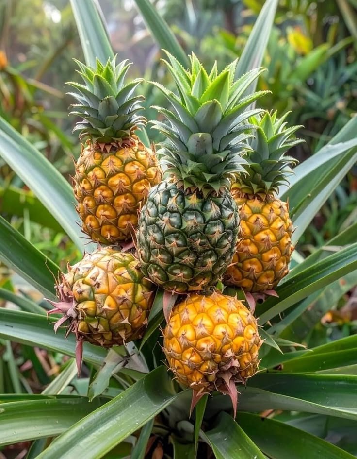Buy Fresh Pineapple Online from quality tropical fruits