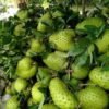 Tropical Fruit Delivery USA