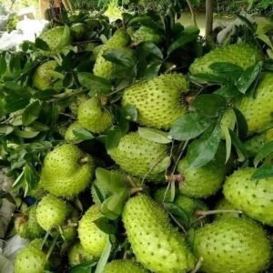 Tropical Fruit Delivery USA