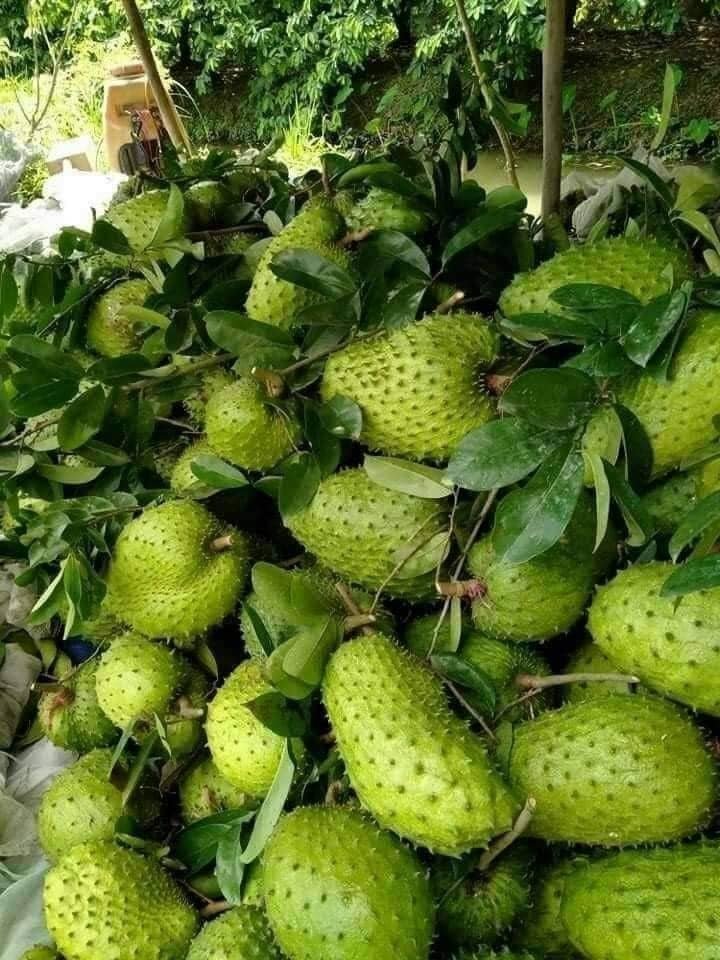 Tropical Fruit Delivery USA