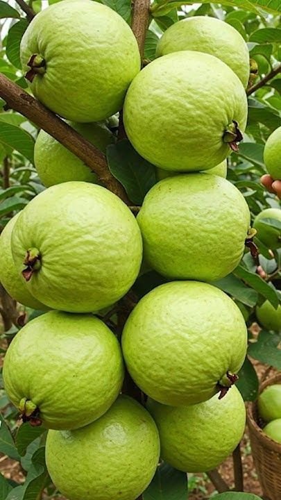 Tropical Fruits Online USA
