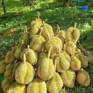 Buy Fresh Durian Online from quality tropical fruits