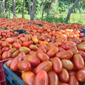 Buy Rare Fruits Online USA