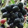 Tropical Fruit Box Delivery USA
