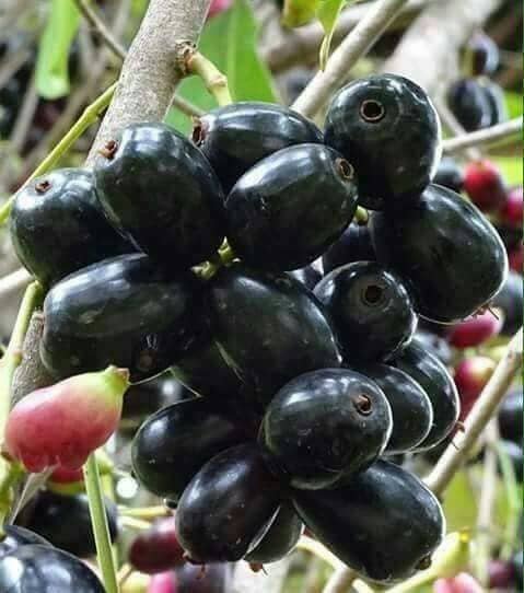Tropical Fruit Box Delivery USA