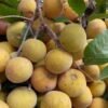 Buy Santol Online from quality tropical fruits