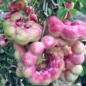 Buy Guamuchiles Online from quality tropical fruits