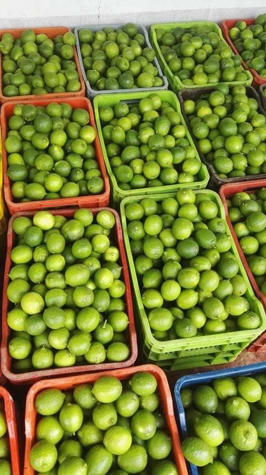 Fresh Tropical Fruits Shipped to Your Door